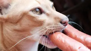 kucing sarapan sosis
