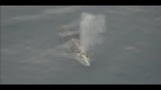 UMCES Researcher is Key to Understanding Gray Whale Die-Offs
