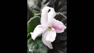 30 января 2023 г.                           ●●●      PAI-54. @pai-5468     ●●● МОИ ЦВЕТЫ ДЛЯ ВАС.