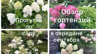 ОБЗОР ГОРТЕНЗИЙ, ПРОГУЛКА ПО САДУ В СЕРЕДИНЕ СЕНТЯБРЯ
