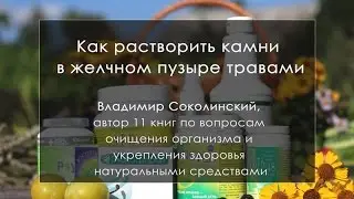Камни в желчном пузыре и травы. Как растворить