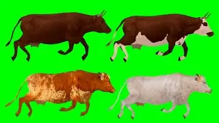 Cow Animals Green Screen | Animals Stampede Video | Animals Running