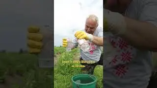 Как увеличить урожай чеснока вдвое