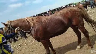 ДЕРЗКИЙ чон аттар. Озгон мал базары ТОЛУК ВИДЕО 23 05 18 Скотный рынок, Узген