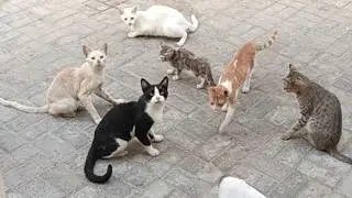 Funniest cats clips part 11 😺🐈| Funny cats compilation 2025 | Funny cat videos