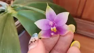 Цветение ароматных орхидей. P. violacea indigo, P. vio vio cat face, P. jennifer palomer blue и др.