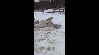 Конь думает что он кот
