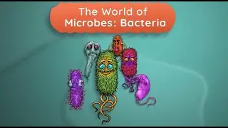 The World of Microbes: Bacteria