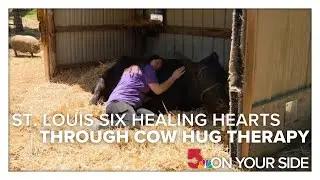 From slaughterhouse to sanctuary: the St. Louis Six now healing hearts through Cow Hug Therapy