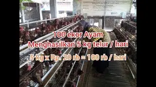 Ternak AYAM Petelur , Usaha Yang Menjanjikan