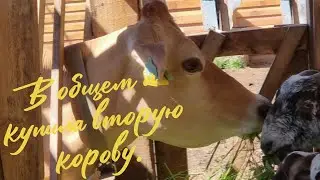 Теперь у меня их две. Купила ещё корову. Делюсь этой радостью.