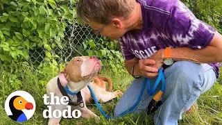 Woman Saves Pittie Abandoned On The Highway | The Dodo