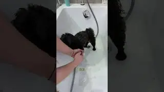 это магия черных собак 👹🥲