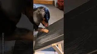 Dog Has Genius Way Of Trimming His Nails 🐾