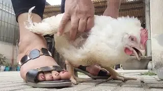 woman butcher chicken/ Surya vlog