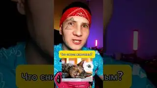 Учёные выяснили что снится животным🐱 🐻🐰 