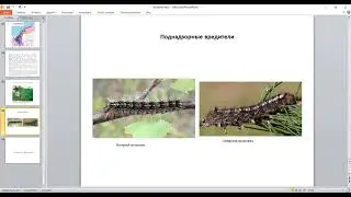 Лекция к б н  Гриценюка А П  о вредителях леса