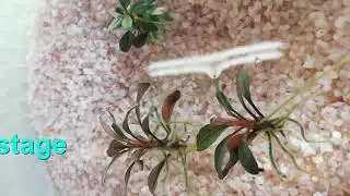 Phase 1+2 - receiving new plants & their discinfection