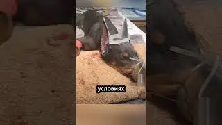 Почему у доберманов купируют уши и хвосты? 🐾✂️ 