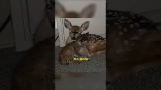 🦌Олененок и Рысенок Подружились🥹