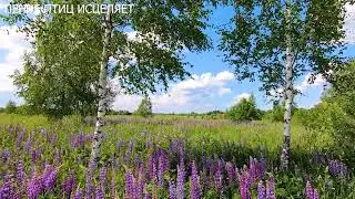 ПЕНИЕ ДРОЗДА ИСЦЕЛЯЕТ ДУШУ И СЕРДЦЕ.НЕРВНАЯ СИСТЕМА УСПОКАИВАЕТСЯ,НАСТУПАЕТ УМИРОТВОРЕНИЕ И ПОКОЙ.