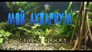 Мой аквариум - зарисовка #техноканал