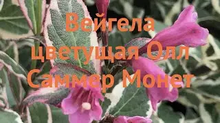 Вейгела цветущая Олл Саммер Монет (variegata) 🌿 обзор: как сажать, саженцы вейгелы Олл Саммер Монет