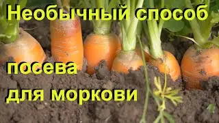 МОРКОВЬ не прореживаю, секрет быстрого прорастания, рецепт подкормки.