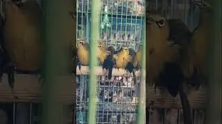 Liat burung Pleci Dakun dikios Arun Kicau Mania Condet Jakarta Timur