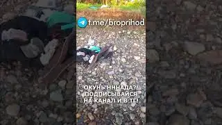 Вкусный окунь! #рыбалка #fishing #рыба #река #лето #братьяПриходько #удочка #окунь