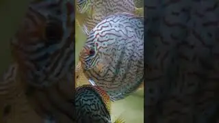 Дискусы. Без паразитов.