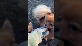 Орехи и белки