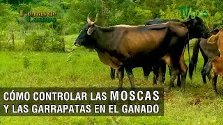 Cómo controlar las moscas y las garrapatas en el ganado- TvAgro por Juan Gonzalo Angel Restrepo