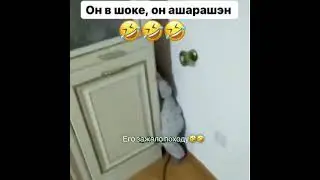 БРАТАН, ТЕБЯ ЗАЖАЛО, ПОХОДУ