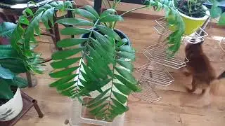Июльский обзор цветов и котов
