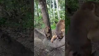 Monyet   beraksi
