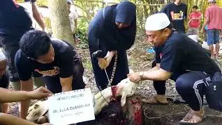 girl slaughter goat