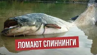 ЛОВЛЯ СОМА ГОЛЫМИ РУКАМИ | ТОП 5 ЛУЧШИХ МОМЕНТОВ НА РЫБАЛКЕ