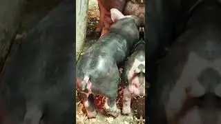 @million_on_pigs #pigs #деревня #хозяйство #лайк