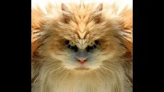 Дневник кота параноика. Смешные истории про котов.