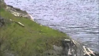 eagle vs otter