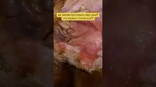 ЗАЧЕМ ЧИСТИТЬ УШИ СОБАКЕ? 323088002 
