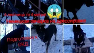 Подготовка с немецкой овчаркой к ОКД