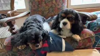 Mozart duet with Amelia