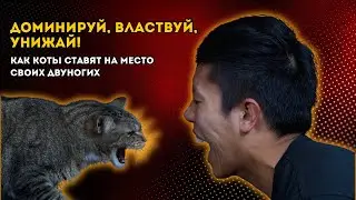 Кто главный в доме: как коты унижают своих хозяев?