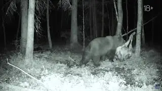 Bear hunting. I've been sitting on the tower for three evenings