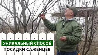 Посадка НЕСКОЛЬКИХ саженцев в ОДНУ ЯМУ. УНИКАЛЬНЫЙ способ + РЕЗУЛЬТАТ