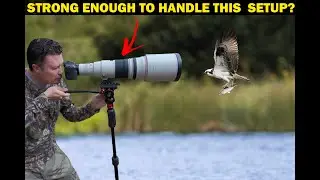 iFootage Cobra 3 Strike Monopod: Can It Handle Wildlife Photography?