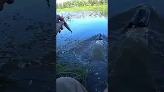 Ловля щуки на ЧЁРНУЮ АКУЛУ с поверхностным воблером. Рыбалка на РАДИОУПРАВЛЯЕМЫЙ КАТЕР. #shorts