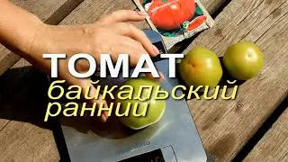 БАЙКАЛЬСКИЙ РАННИЙ! ОБЗОР СОРТОВ ТОМАТОВ! Советы от ЗЕЛЕНОГО ОГОРОДА!